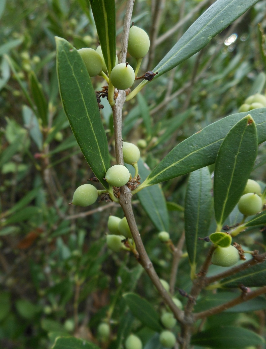 Phillyrea angustifolia L./ Ilatro sottile